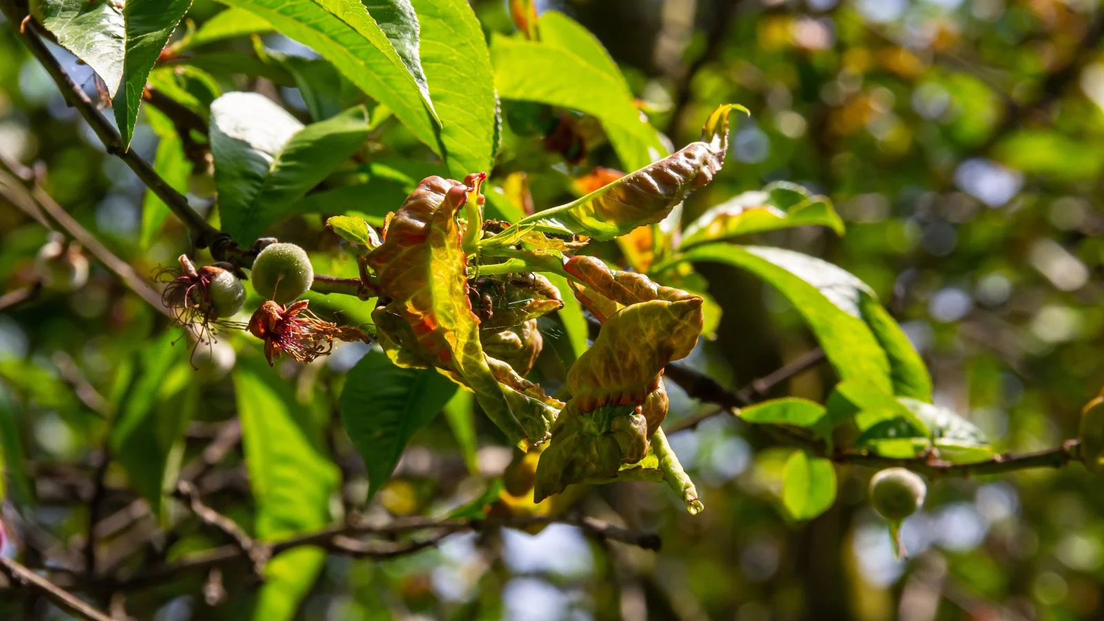 Кучерявість листя на рослині Prunus persica var. nucipersica, що має уражені частини та листя, яке виглядає сухим і скрученим. Хвороби нектаринів