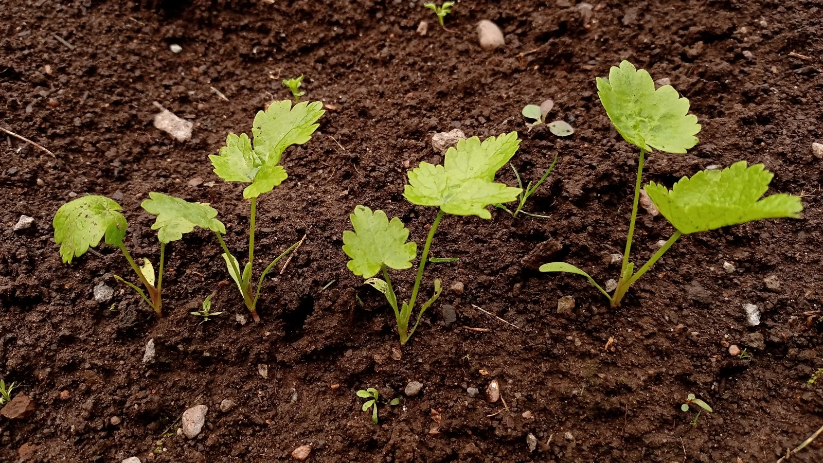 Крупний план сходів пастернаку (Pastinaca sativa) з невеликими округлими сім'ядолями та видовженими, лопатевими справжніми листками яскраво-зеленого кольору з зубчастими краями, на тонких, коротких стеблах.