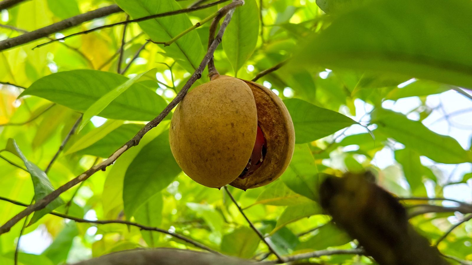 Дозріваючий плід мускатного горіха Myristica fragrans, що має жовту шкірку і розкритий, оточений незліченним листям, що утворює навіс над головою