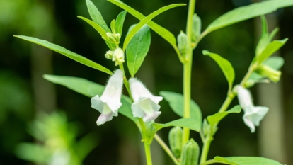 Кунжут (Sesamum indicum) з численними білими квітами, що дивляться вниз, та яскраво-зеленими плодами. Вирощування кунжуту може бути дуже декоративним.