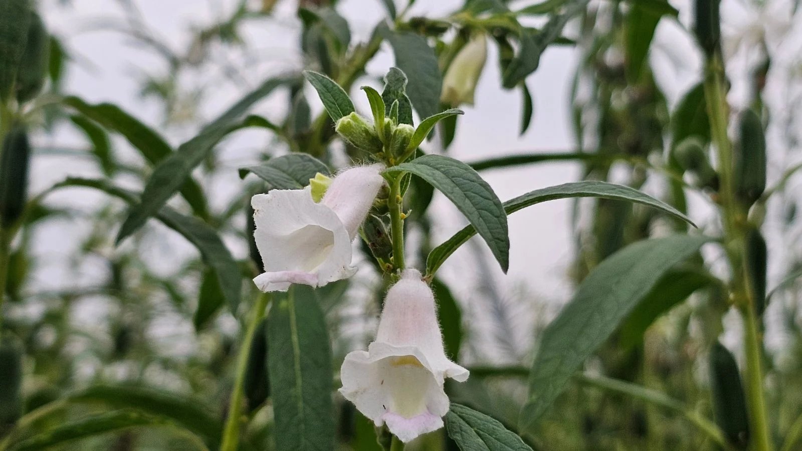 Кунжут (Sesamum indicum) з білими квітами в похмурий день. Застій дощової води може нашкодити кунжуту.