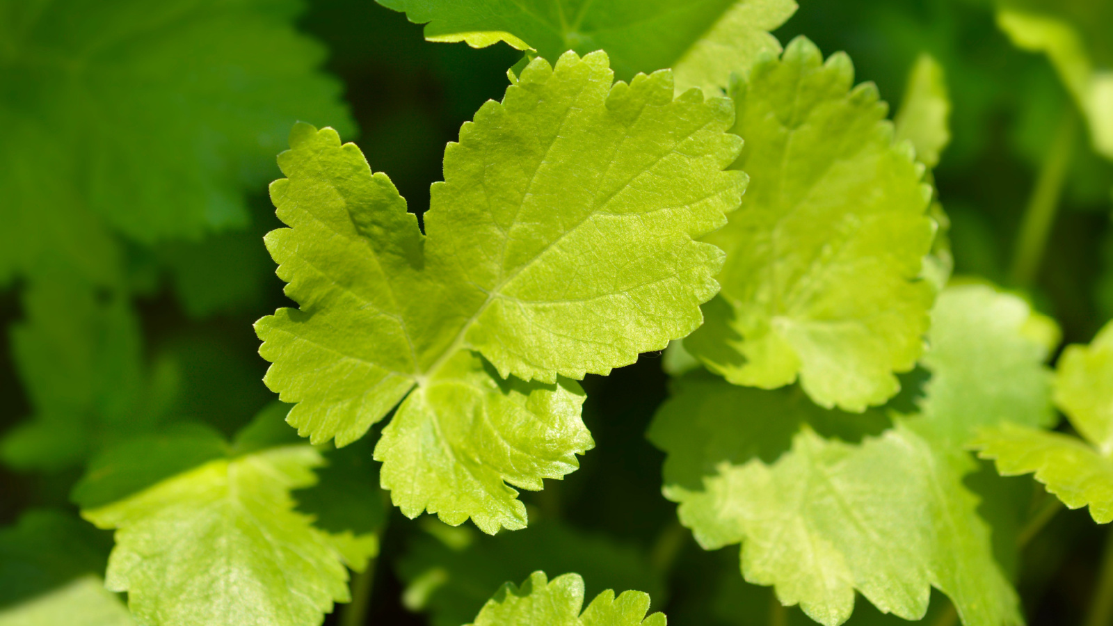 Густа рослинність пастернаку (Pastinaca sativa) з широким, яскраво-зеленим листям.