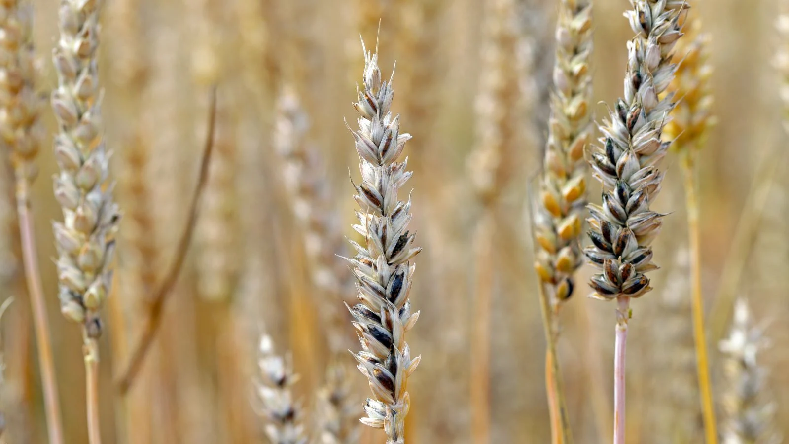 Стебла пшениці м'якої (Triticum aestivum), уражені хворобами, виглядають знебарвленими та нездоровими, з сухою поверхнею та чорними плямами на зернах.