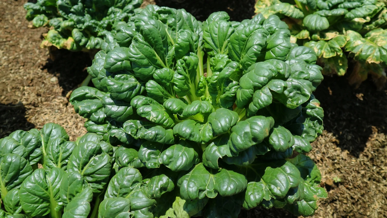 Dense clusters of spoon-shaped, glossy leaves forming compact rosettes, thriving in the rich, brown garden soil.