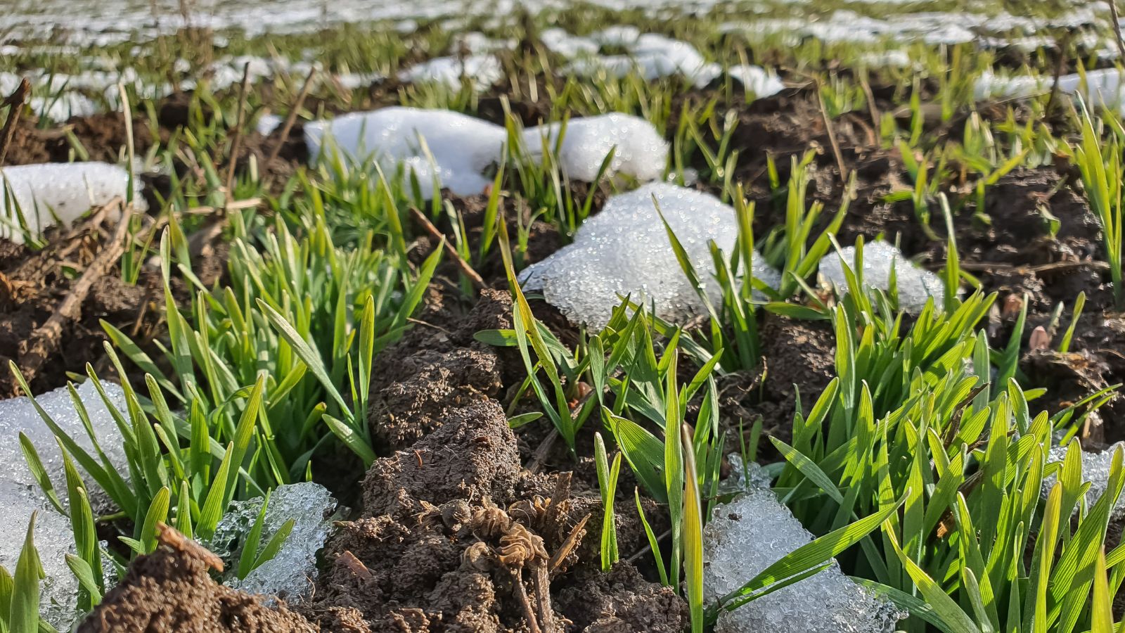 Молоді сходи пшениці м'якої (Triticum aestivum) ростуть у холодні місяці на полі, де місцями ще лежить сніг, що є частиною успішного вирощування пшениці.