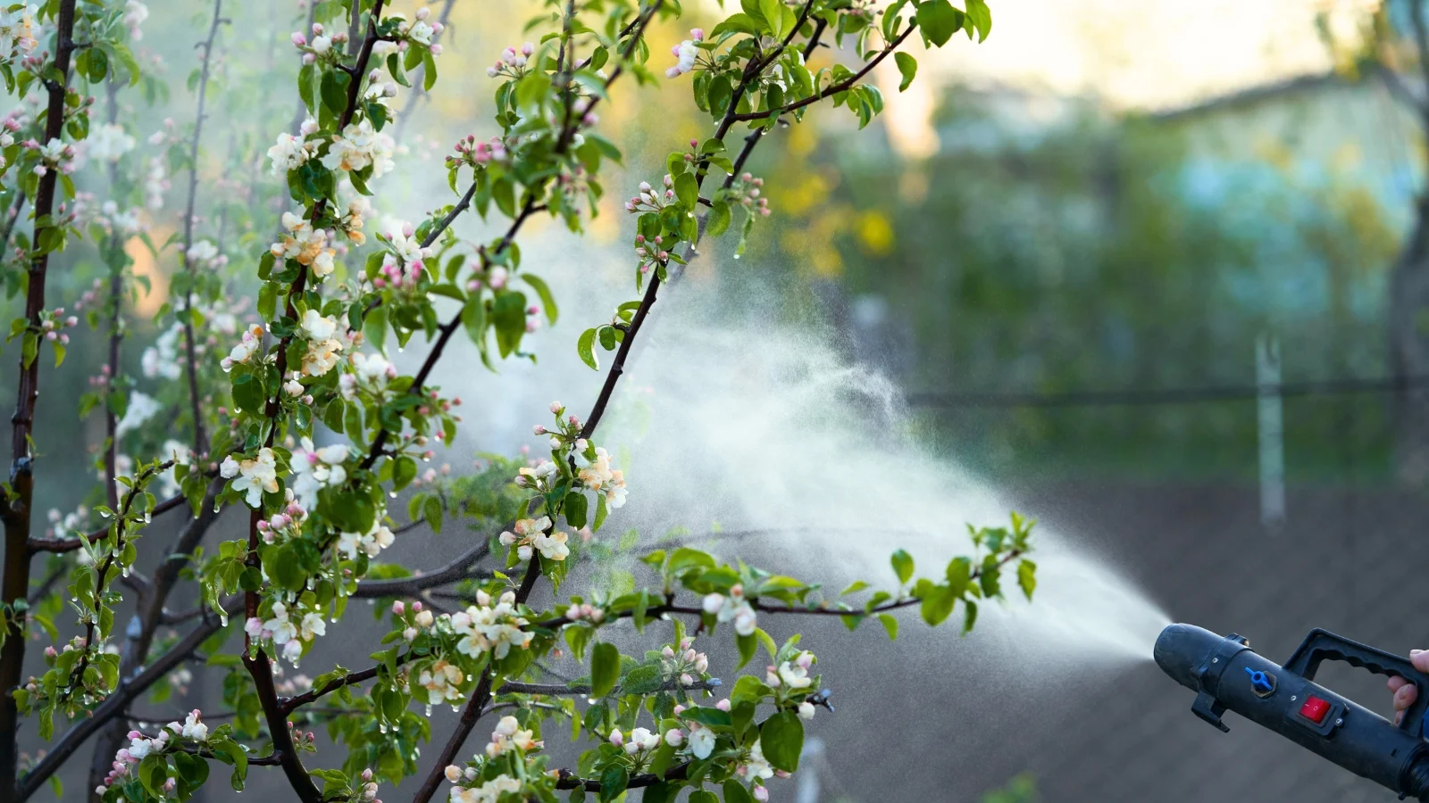 Обприскування плодового дерева інсектицидом Спіносад для захисту від шкідників.