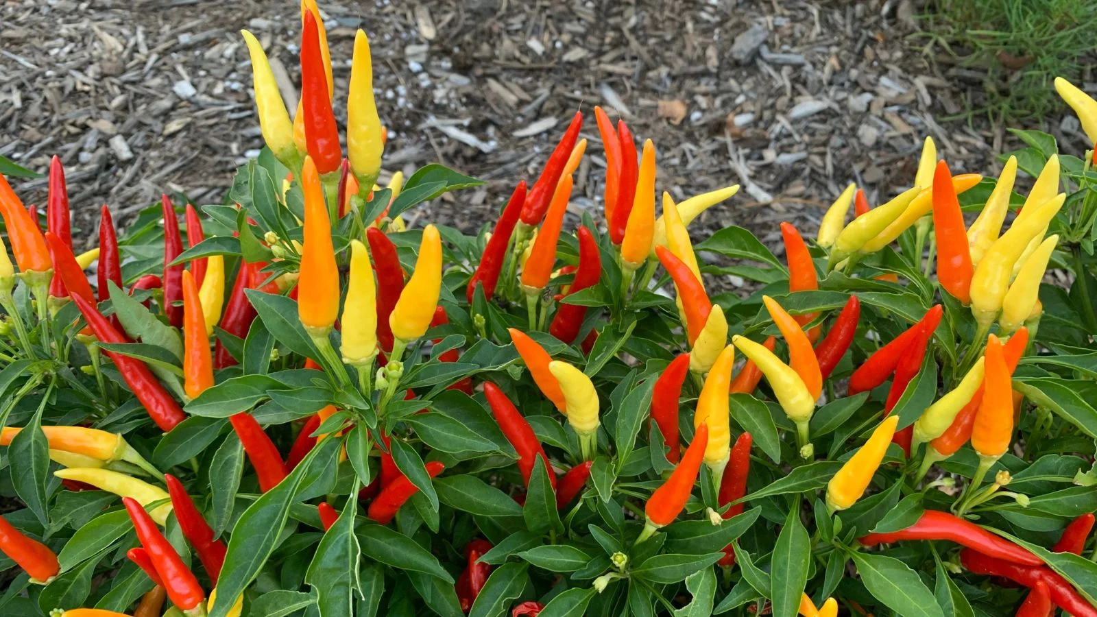 Здоровий кущ декоративного перцю 'Chilly Chili' з численними плодами яскраво-червоного, помаранчевого та жовтого кольорів на тлі мульчі