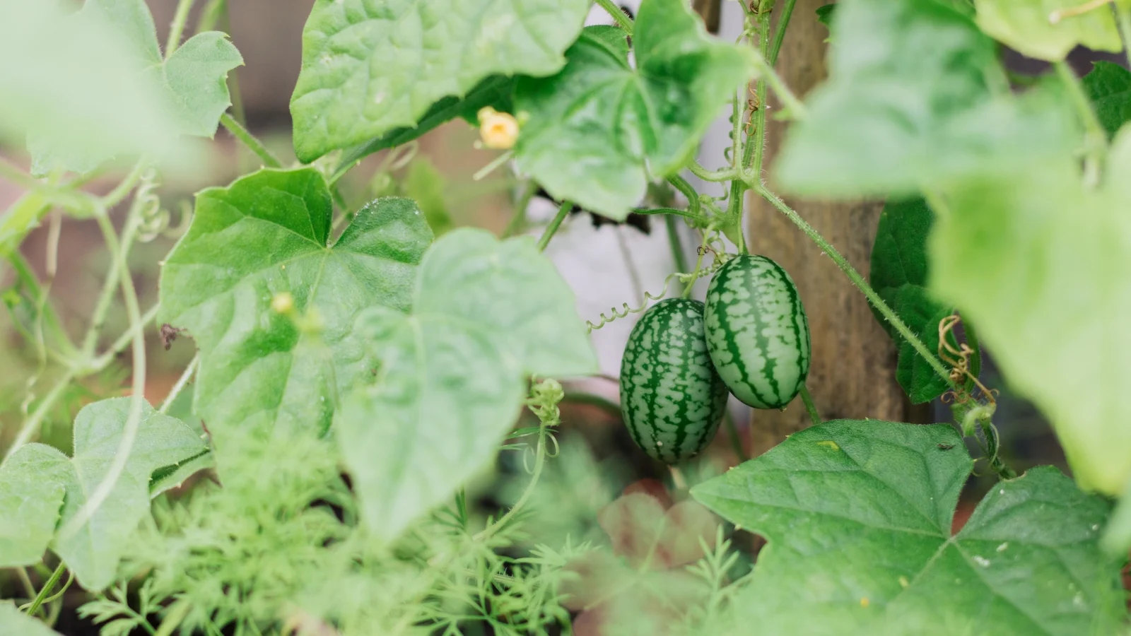 Melothria scabra має крихітні плоди у формі кавуна та ніжні ліани з маленькими, світло-зеленими, серцепоподібними листками. Кукамелони чудово ростуть на повному сонці.