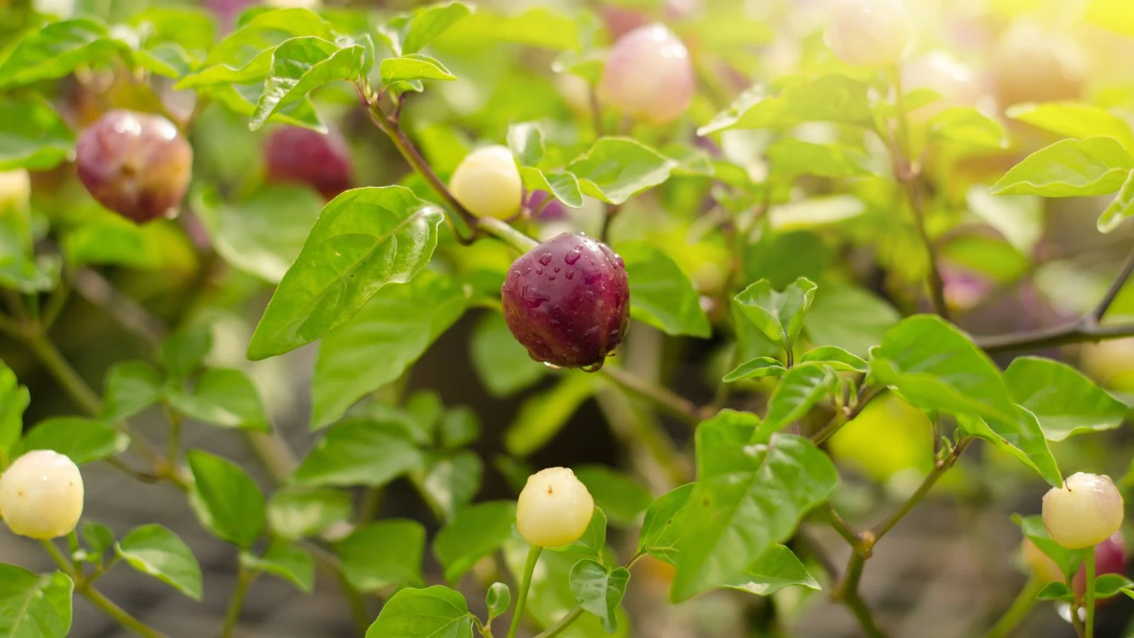 Кущ декоративного перцю Capsicum annuum з круглими кремовими та темно-фіолетовими плодами, з яскраво-зеленим, восковим листям, розташований у сонячному місці