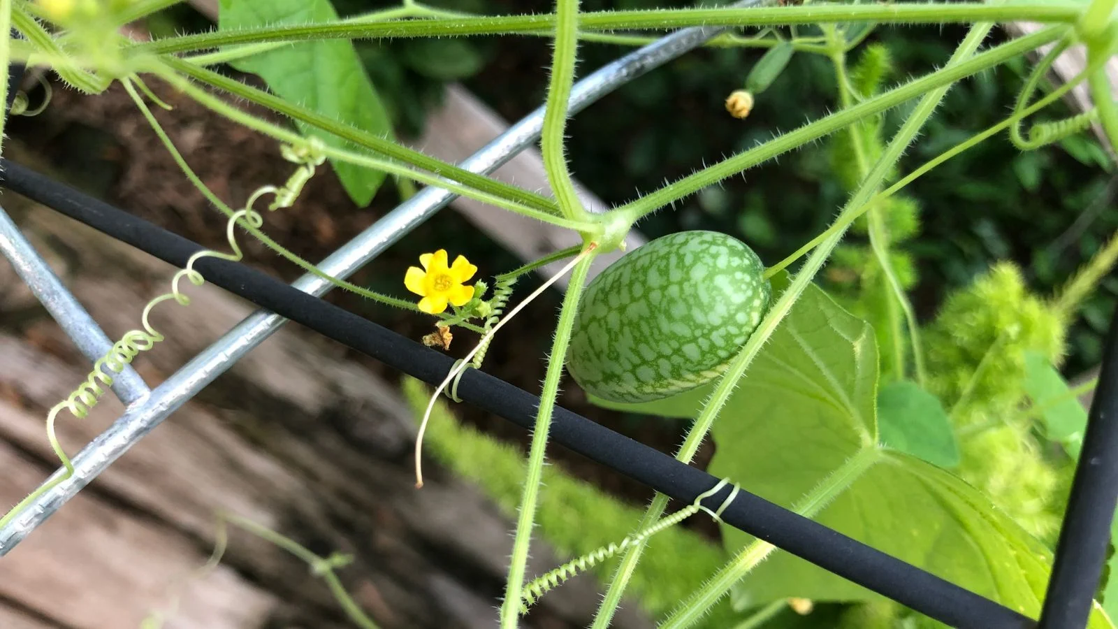 Плід Melothria scabra, маленький і зелений, поруч з крихітною жовтою квіткою, звисає на шпалері. Ці рослини повинні мати шпалеру, по якій вони можуть витися під час росту кукамелонів.