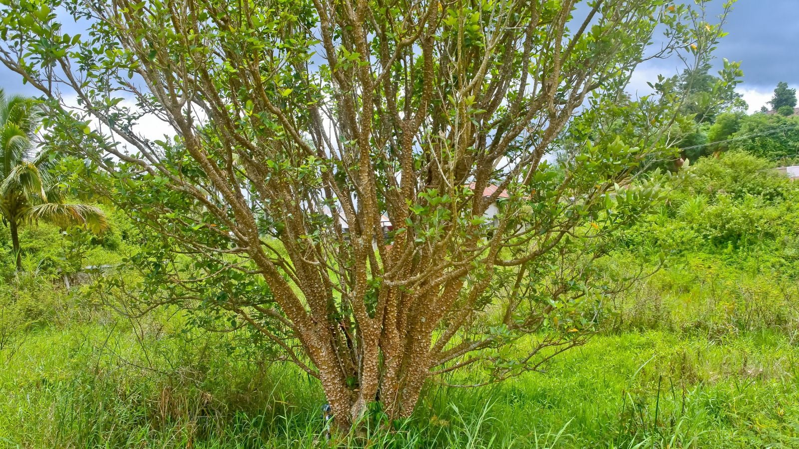 Дерево Zanthoxylum spp. з міцними гілками, прикріпленими до стовбура, з яскраво-зеленим листям, оточеним іншою зеленню під яскравим сонячним світлом. Сичуанський перець.