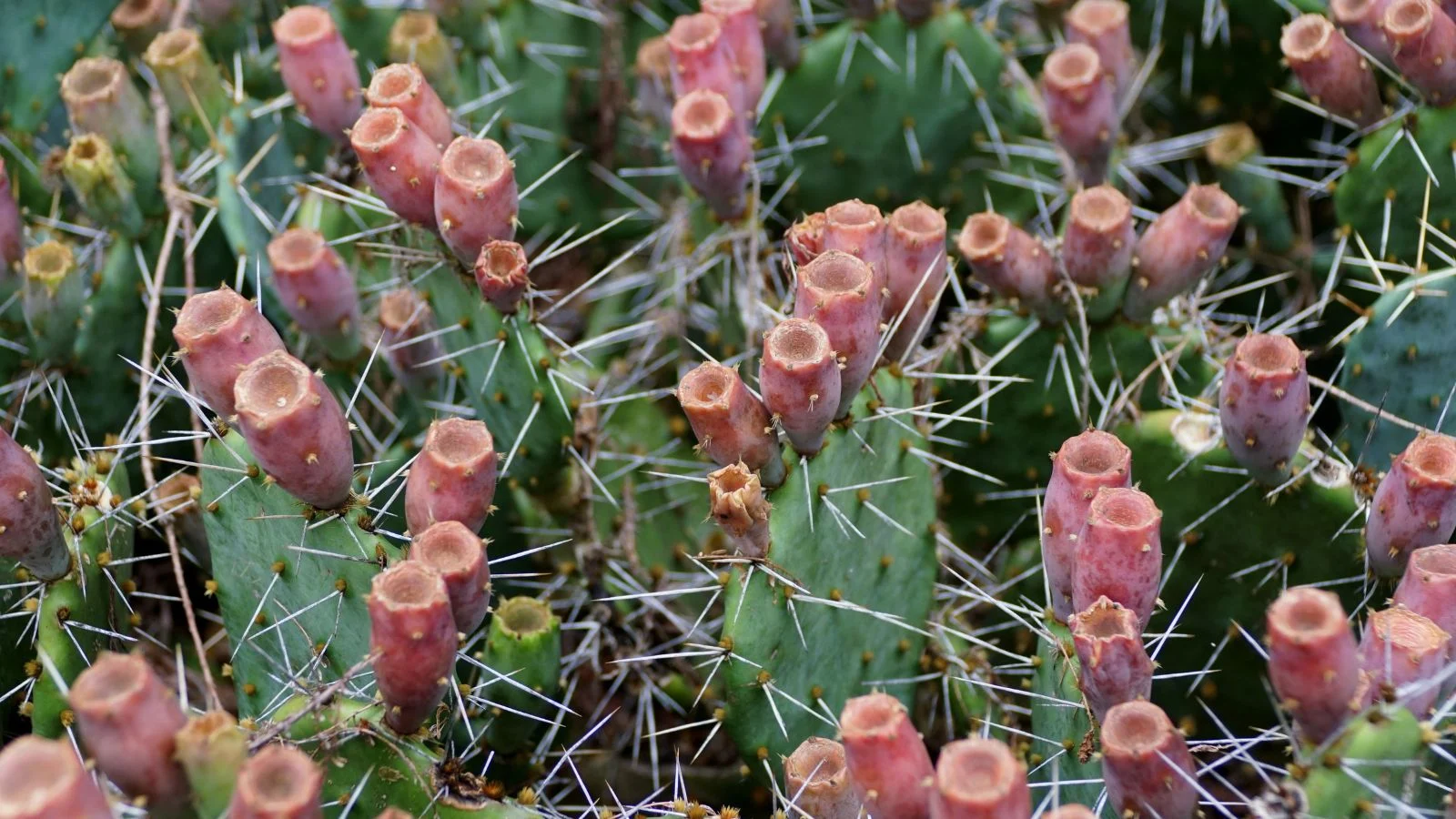 Грядка темно-зеленої опунції (Opuntia spp.) з червоними квітковими головками, оточена білими та гострими колючками під світлом, вічнозелена ґрунтопокривна рослина