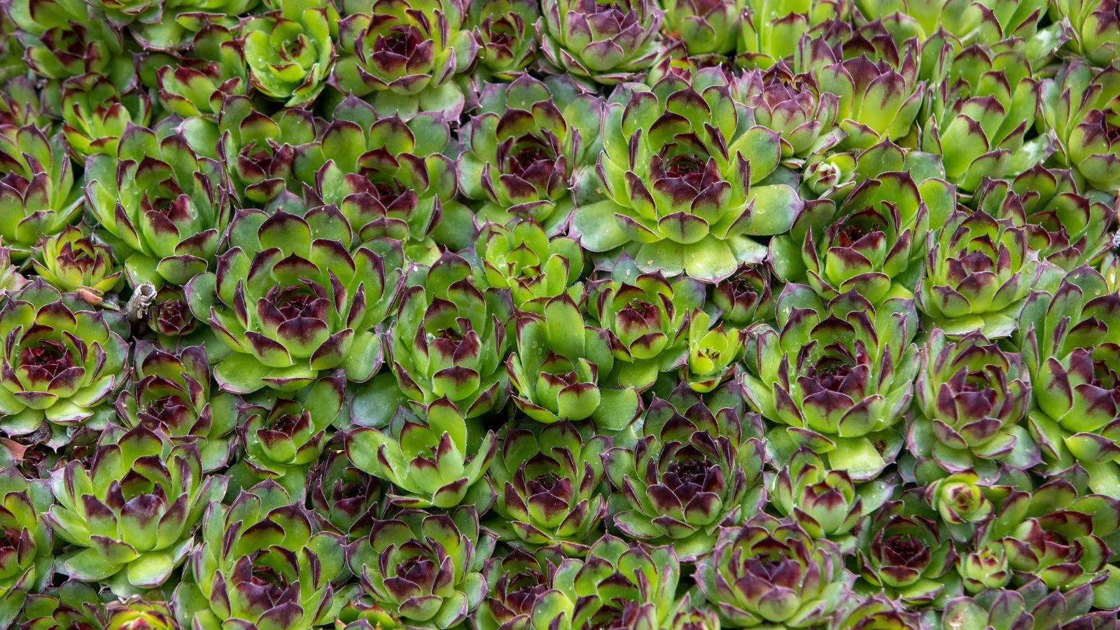 Грядка численних молодил (Sempervivum tectorum), що виглядають як головки яскраво-зеленого листя з темно-фіолетовими кінчиками, вічнозелена ґрунтопокривна рослина