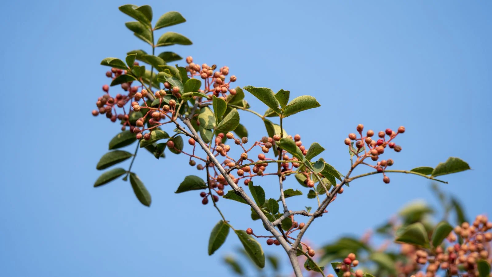 Гілка дерева Zanthoxylum spp. з яскраво-зеленим листям і круглими червонуватими плодами на кінцях на тлі блакитного неба. Сичуанський перець.