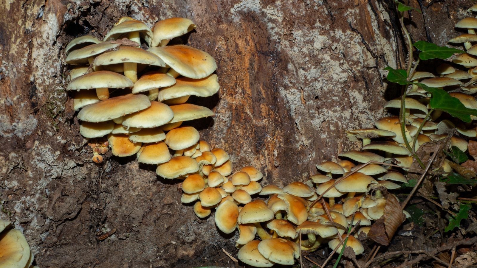Грибок Armillaria на стовбурі дерева