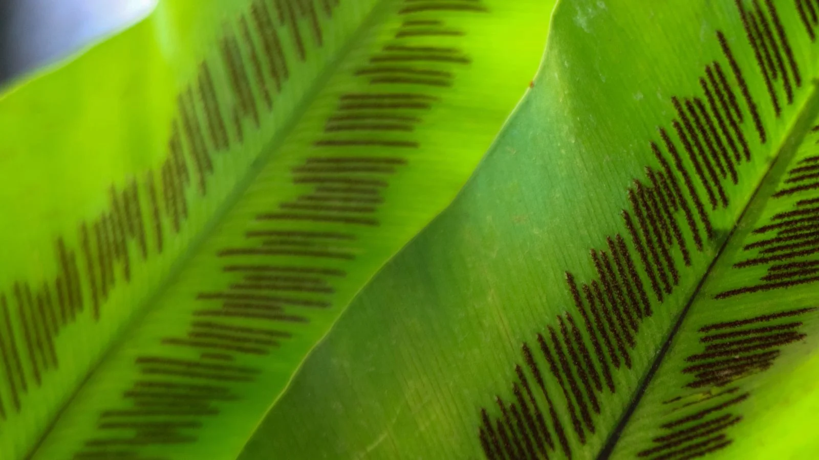 Крупний план листя Asplenium nidus, що виглядає широким з чіткими лініями по середині, з хвилястими краями. Це папороть гніздова.