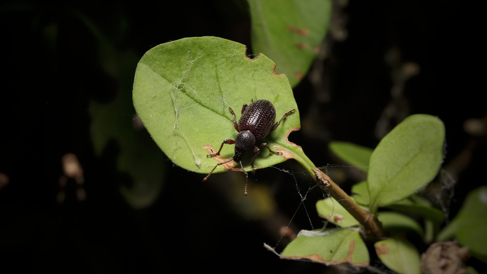 Горіховий довгоносик на рослині