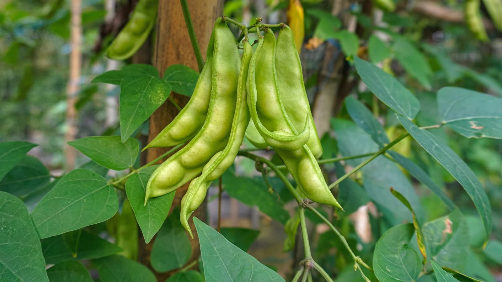 Гроно стручків квасолі ліма (Phaseolus lunatus) яскраво-зеленого кольору, оточене пишним темно-зеленим листям