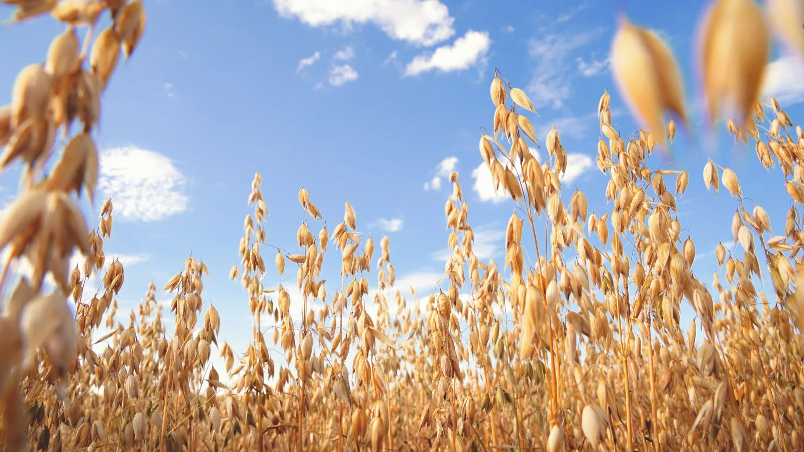 Поле стиглого вівса (Avena sativa), що виглядає здоровим і готовим до збору врожаю, вид з рівня землі на тлі блакитного і яскравого неба. Обмолот вівса.