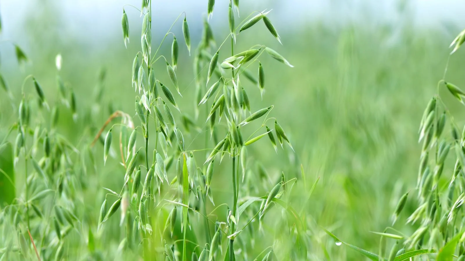 Поле молодого зеленого вівса (Avena sativa) з дрібними колосками на тонких стеблах, що виглядає здоровим під сонцем. Ідеально для вирощування вівса.