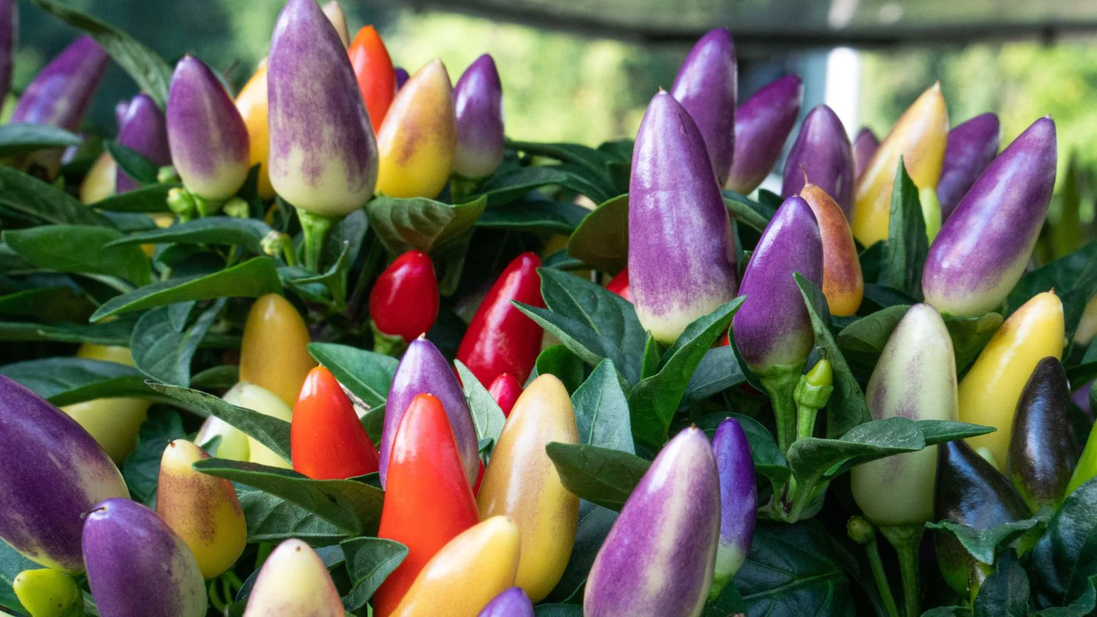 Здорова рослина декоративного перцю Capsicum annuum з різнокольоровими плодами червоного, кремового та темно-фіолетового відтінків, оточена темно-зеленим листям