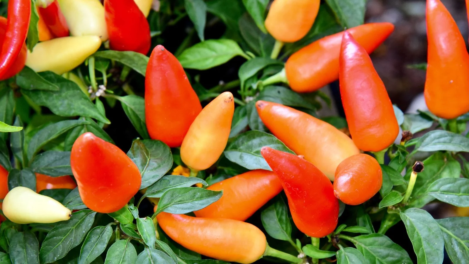 Чудовий кущ декоративного перцю Capsicum annuum з численними плодами червоного, помаранчевого та кремового кольорів, оточений здоровим темно-зеленим листям
