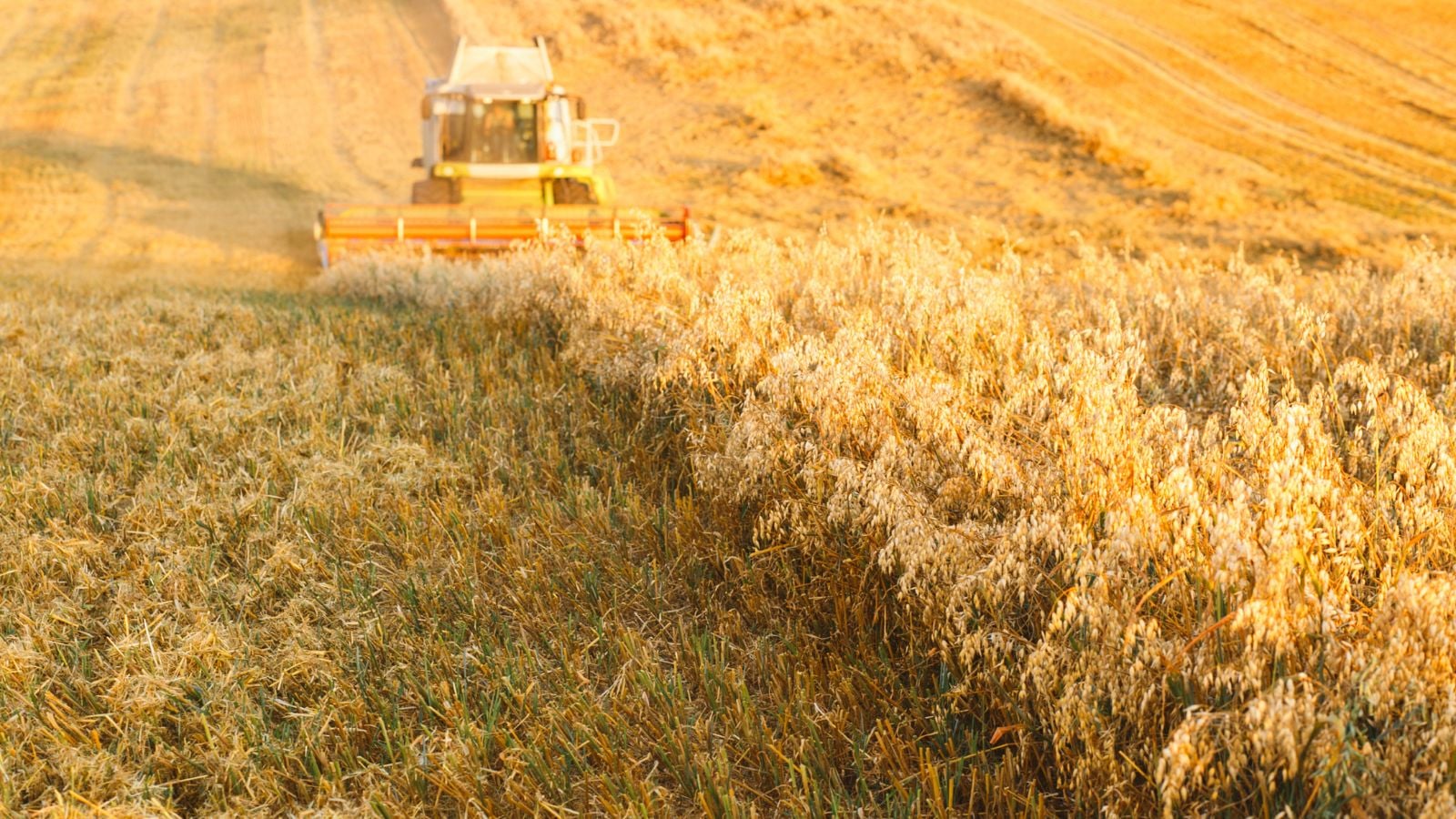Машина збирає овес (Avena sativa) на великому полі, що виглядає золотистим під теплим сонячним світлом. Догляд за вівсом.