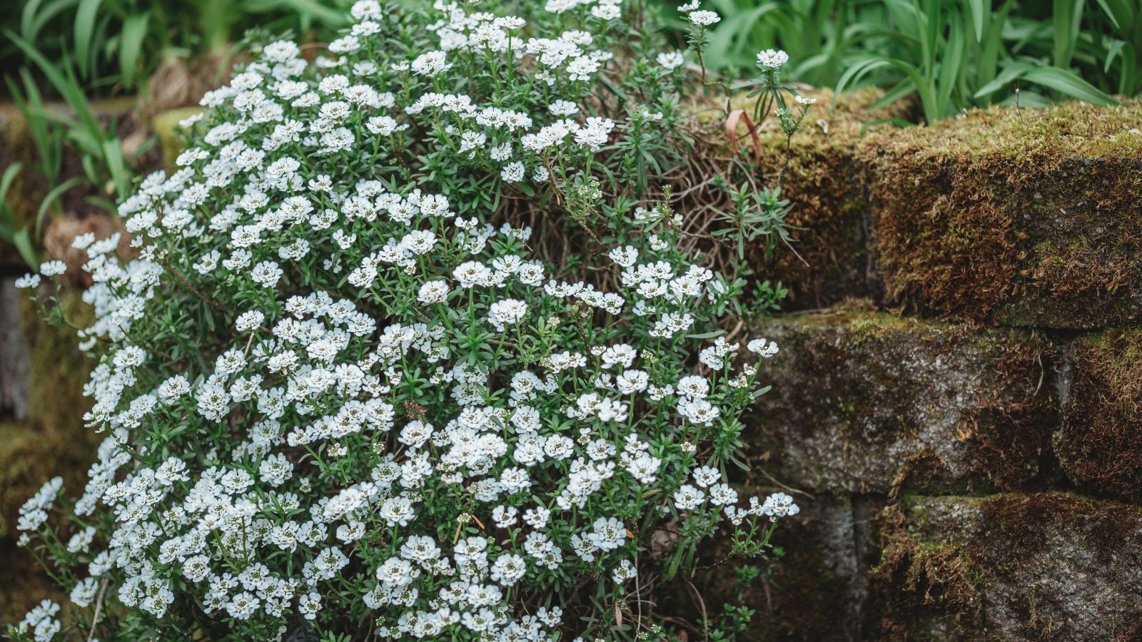 Ділянка яскраво-зеленого іберісу вічнозеленого (Iberis sempervirens), що цвіте красивими білими квітами на старій кам'яній стіні з мохом, вічнозелена ґрунтопокривна рослина