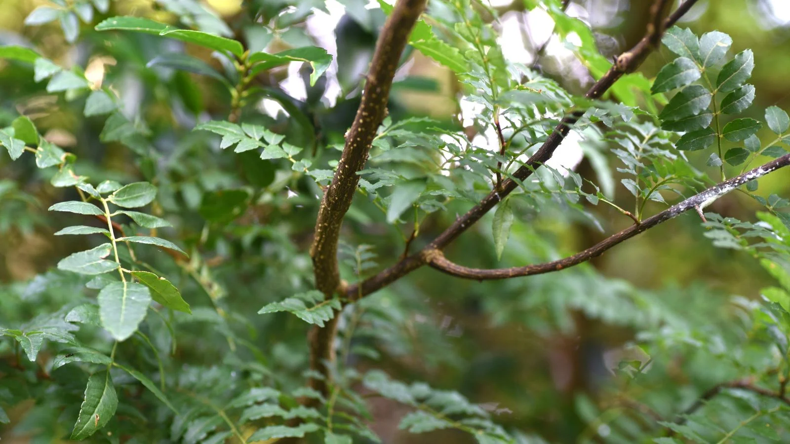 Гілка Zanthoxylum spp. коричневого кольору з деревною та шорсткою текстурою, на якій росте безліч зеленого листя, що виглядає текстурованим. Сичуанський перець.