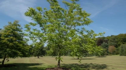 Чорний горіх (Juglans nigra) на відкритій ділянці з іншими деревами на задньому плані
