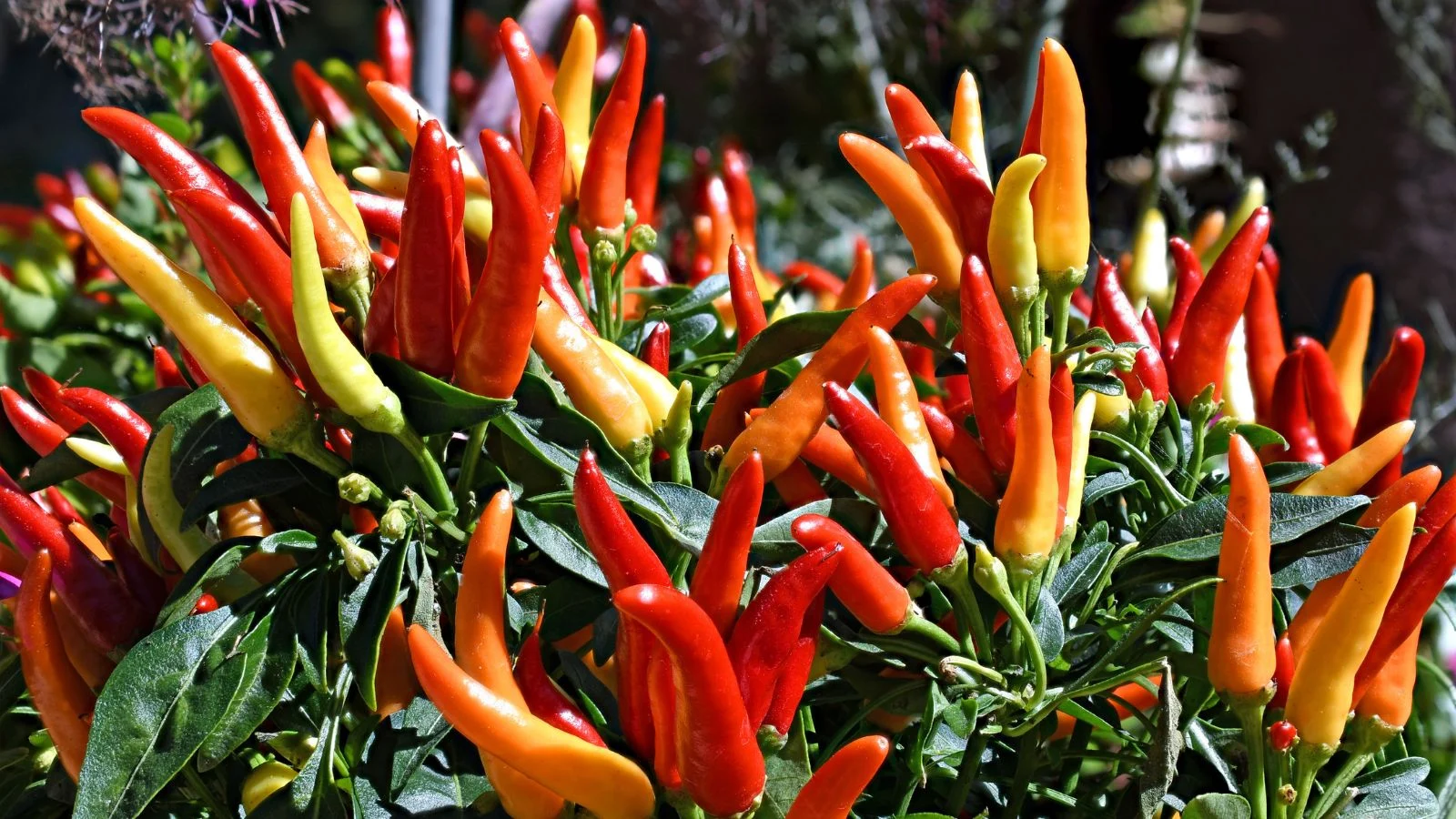 Густий кущ декоративного перцю Capsicum annuum з незліченною кількістю плодів від блідо-жовтого до інтенсивно-червоного кольору, розташований на сонячній ділянці
