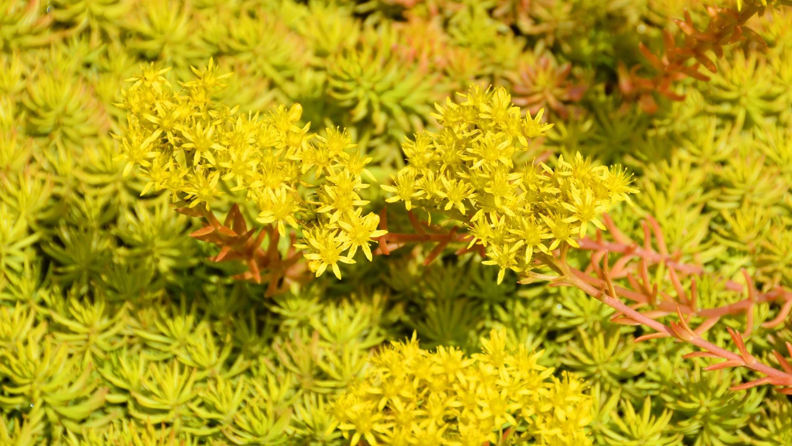Здорова рослина очитку скельного 'Анджеліна' (Sedum rupestre 'Angelina') з жовто-зеленим пальцеподібним листям, що цвіте яскраво-жовтими квітами під сонцем, вічнозелена ґрунтопокривна рослина