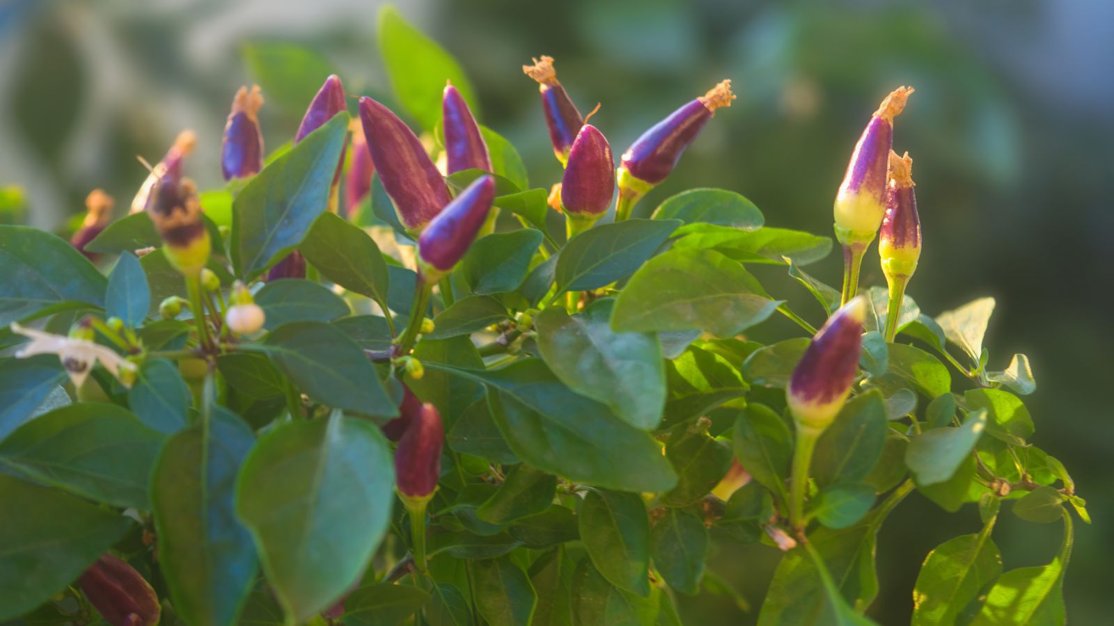 Яскраво-зелений кущ декоративного перцю Capsicum annuum з темно-фіолетовими плодами, що виглядають блискучими та здоровими, оточений темно-зеленим листям