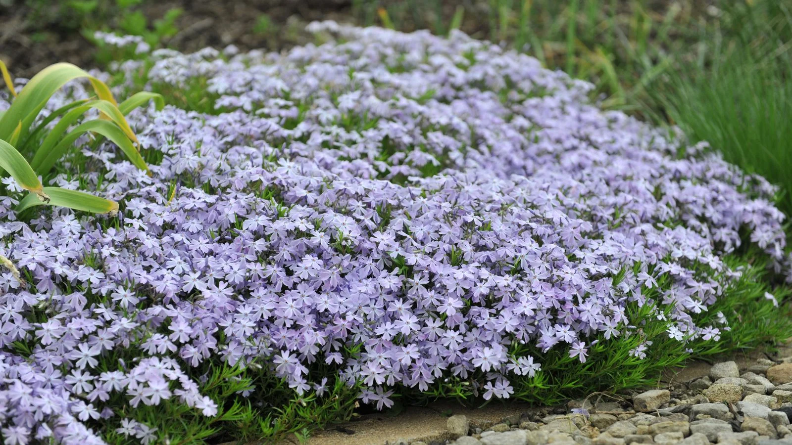Ділянка з товстим шаром флокса шилоподібного (Phlox subulata), що цвіте незліченною кількістю блідо-блакитних квітів під сонячним світлом з яскраво-зеленим листям, вічнозелена ґрунтопокривна рослина