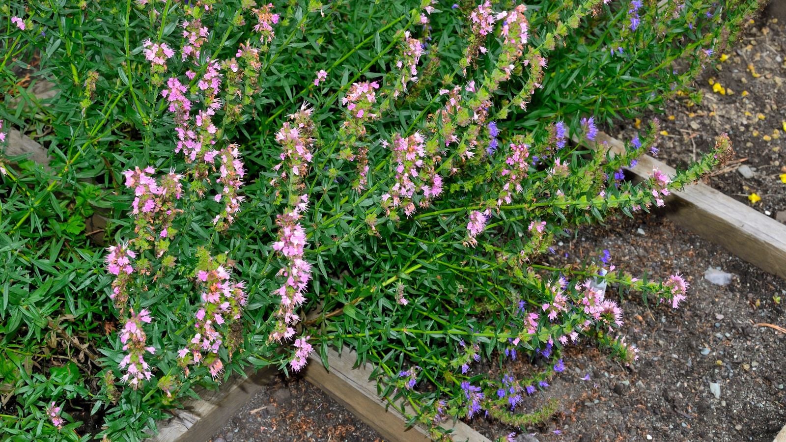 Посадка ісопу: молодий кущ трави в саду