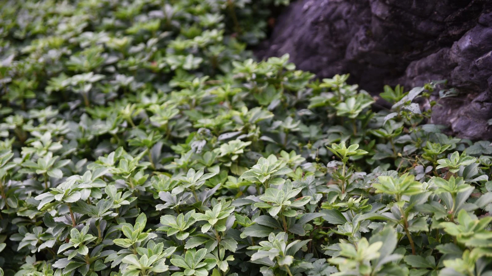 Ділянка, покрита пахізандрою верхівковою (Pachysandra terminalis) зі сталево-зеленим відтінком, що виглядає красиво біля кам'яної поверхні, вічнозелена ґрунтопокривна рослина