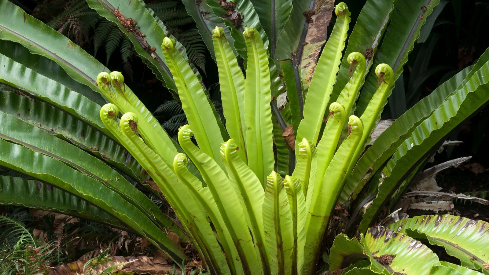 Красива і здорова папороть гніздова Asplenium australasicum, що росте на відкритому повітрі під сонячним світлом.