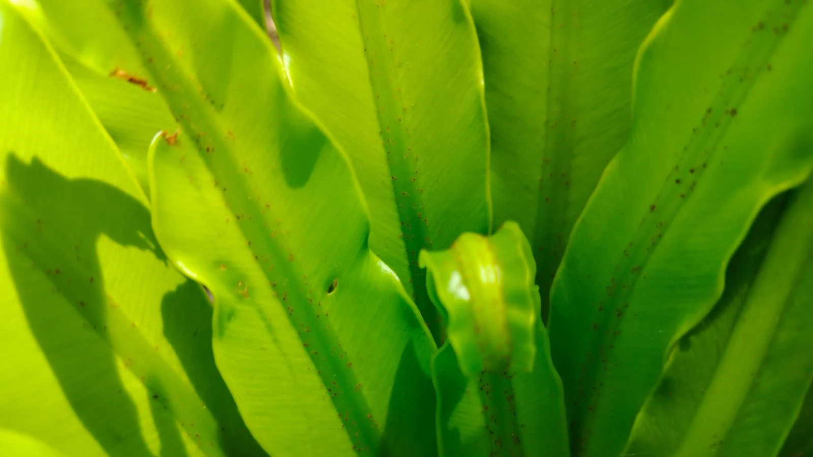 Крупний план листя Asplenium serratum, що має яскраво-зелений колір, який стає темнішим до середини. Це папороть гніздова.