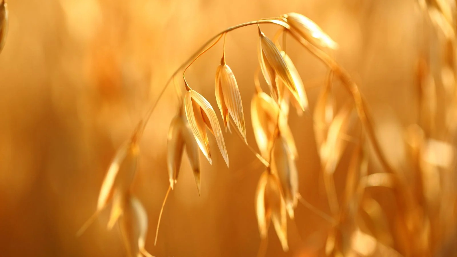 Красиві золотисті колоски вівса (Avena sativa), що виглядають витонченими та блискучими, з насиченим коричневим відтінком, схожим на мед через сонячне світло. Температурні умови для вирощування вівса.