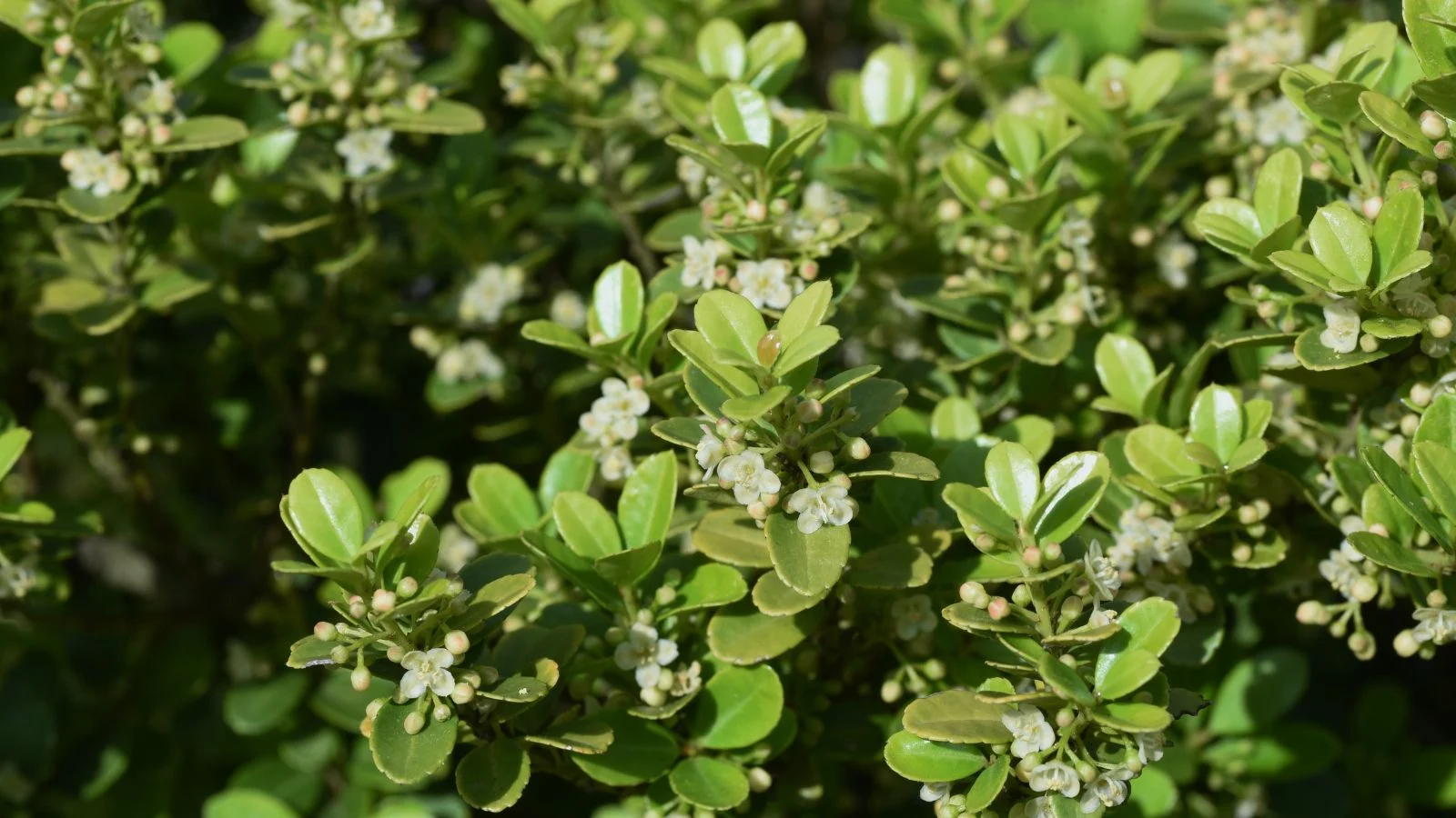 Красива і здорова рослина падуба японського 'Хугендорн' (Ilex crenata 'Hoogendorn'), що цвіте білими ніжними квітами, оточена восковим листям, вічнозелена ґрунтопокривна рослина