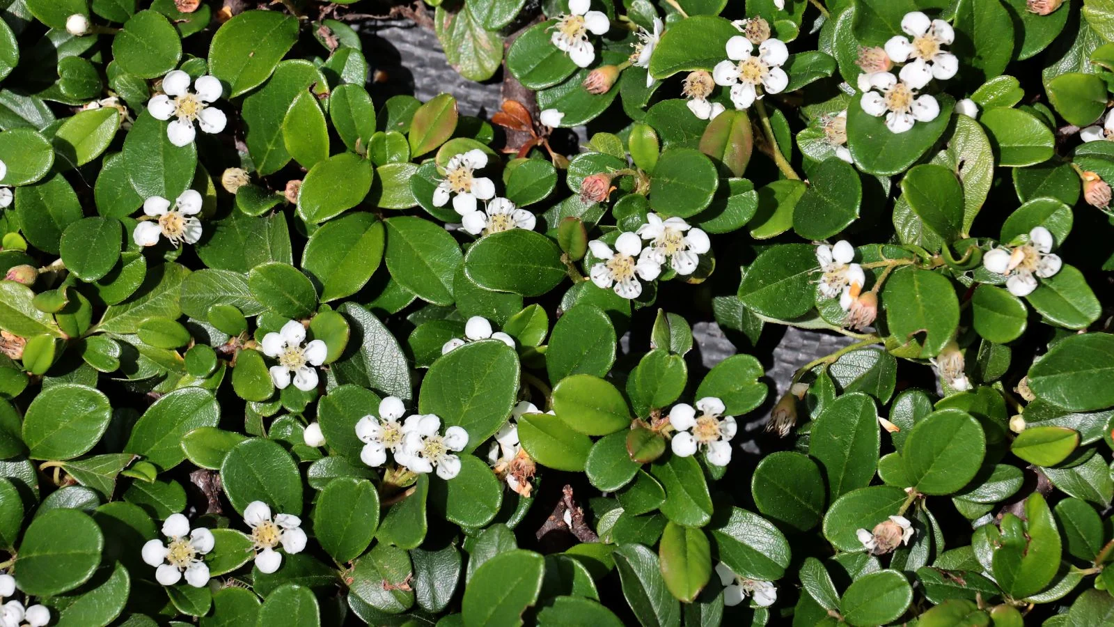 Кизильник горизонтальний сланкий (Cotoneaster horizontalis var. perpusillus) з темно-зеленим листям, що виглядає восковим під світлом, цвіте ніжними білими квітами, вічнозелена ґрунтопокривна рослина