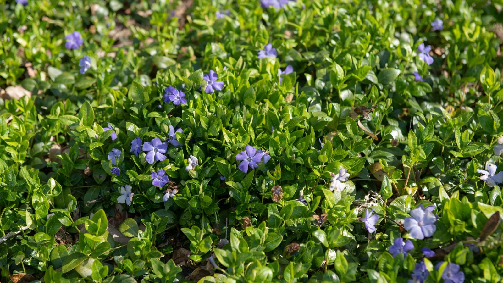Грядка барвінку малого (Vinca minor) з ніжними блідо-блакитними квітами під прямими сонячними променями в саду, вічнозелена ґрунтопокривна рослина