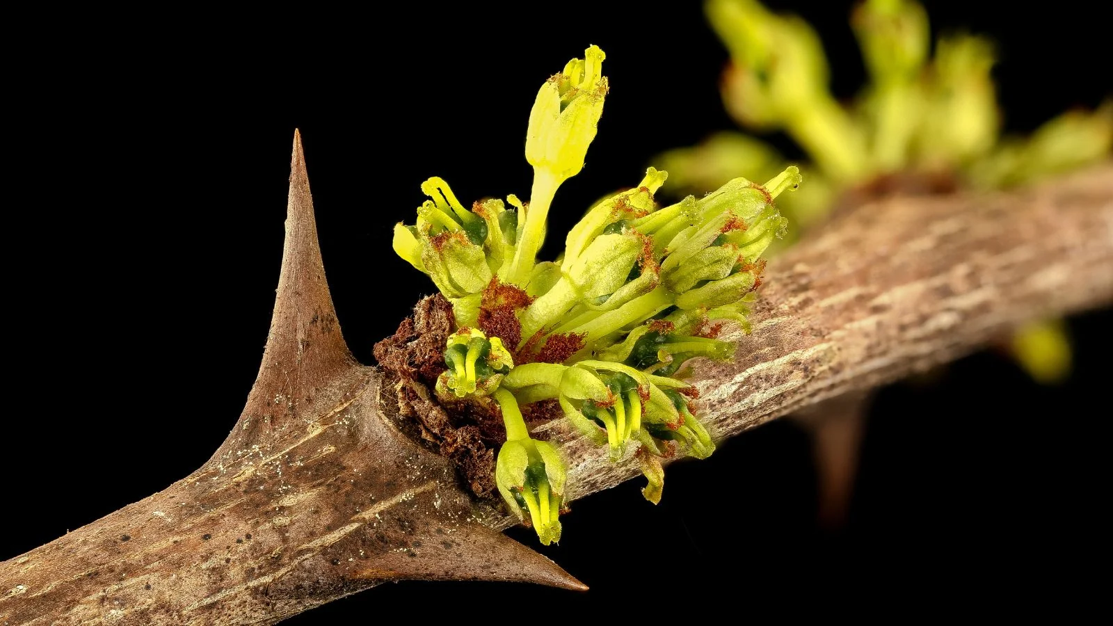 Крупний план гілки Zanthoxylum spp. з новим приростом, що виглядає яскраво-зеленим на темному тлі. Сичуанський перець.