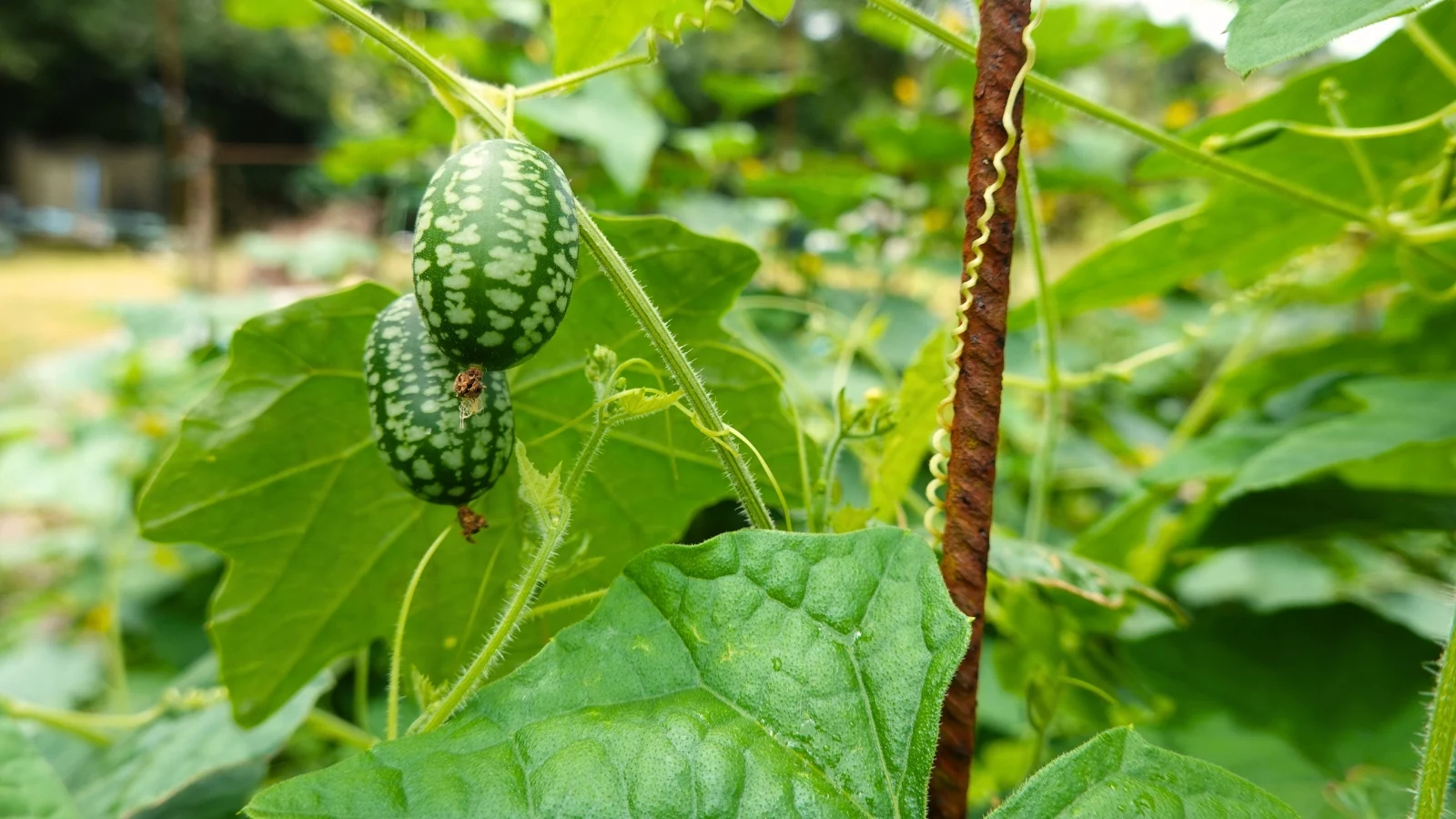 Melothria scabra має серцеподібне листя на ніжних ліанах, що несуть крихітні плоди. Кукамелони не потребують добрив при посадці в поживний ґрунт.