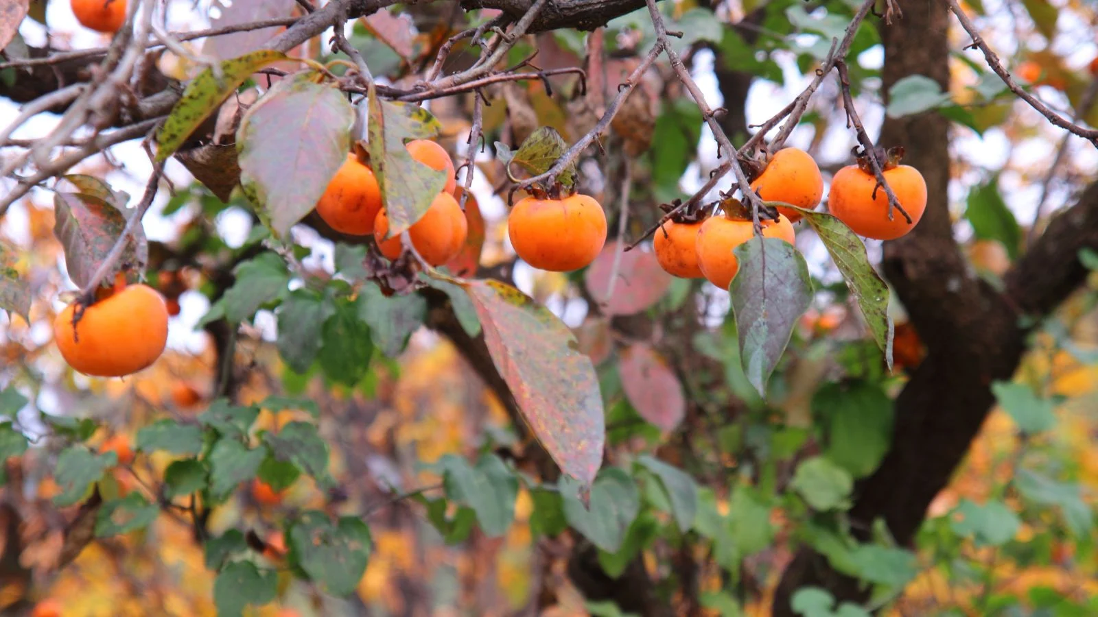 Знімок плодів та листя сорту хурми Diospyros virginiana.