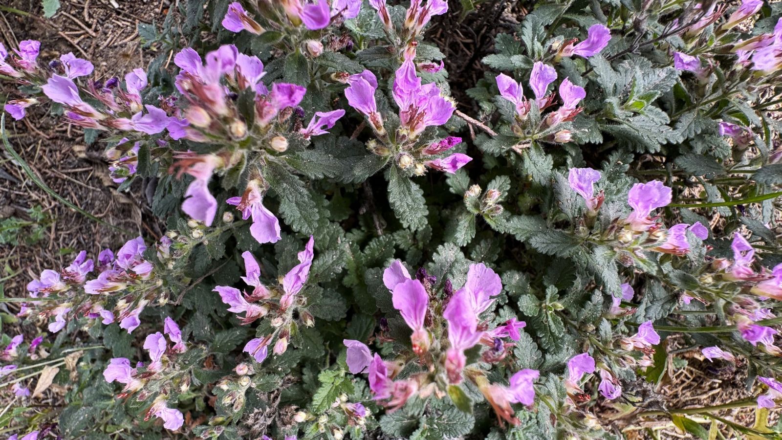 Здоровий кущ дубровника звичайного (Teucrium chamaedrys) з елегантним текстурованим листям, що цвіте унікальними квітами з фіолетовим відтінком, вічнозелена ґрунтопокривна рослина