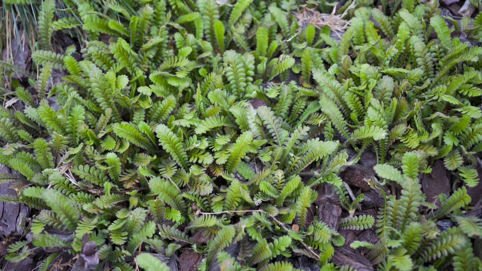 Свіже зелене, пір'ясте листя лептинели сквалідої (Leptinella squalida), що виглядає оксамитовим, росте крізь тріщини каменів, розміщених на ділянці, вічнозелена ґрунтопокривна рослина