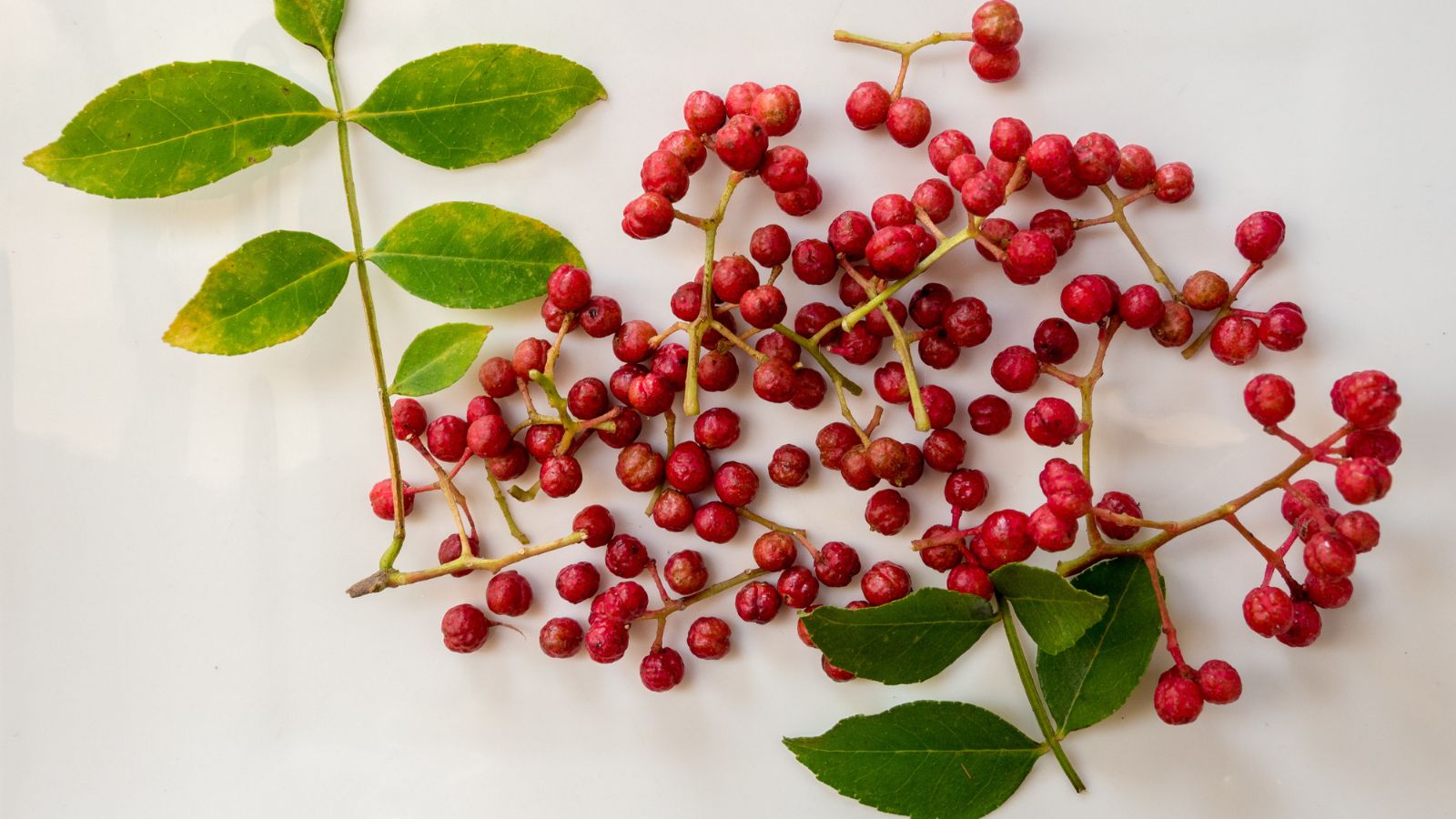 Свіжозібрані ягоди Zanthoxylum spp., розкладені на білій тканині з кількома зеленими листками поруч. Сичуанський перець.
