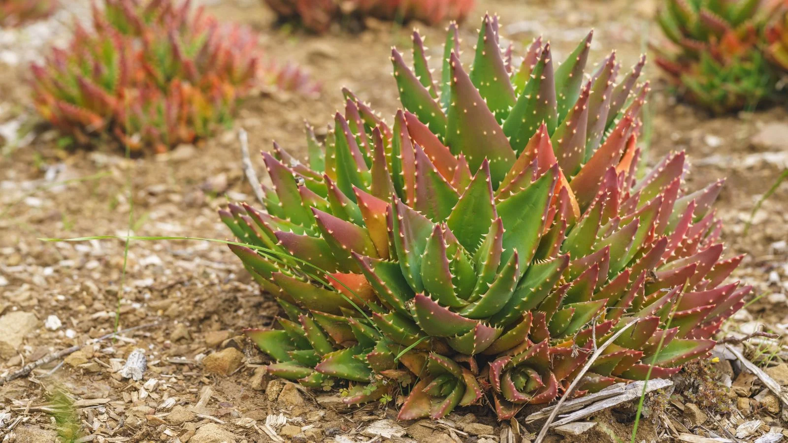 Крупний план алое Gold Tooth Aloe, що розвивається, поруч з іншим листям, все розташовано на добре освітленій ділянці на відкритому повітрі. Цей ґрунтопокривний сукулент додає текстури ландшафту.