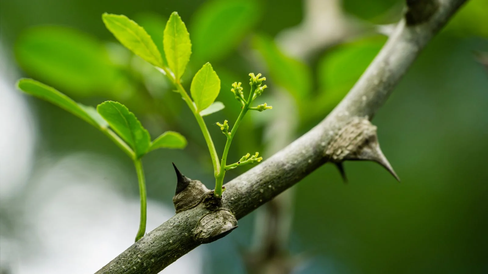 Зелені пагони, що проростають з деревної гілки рослини Zanthoxylum spp., розташовані в добре освітленому місці. Сичуанський перець.